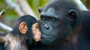 Animals & coherence